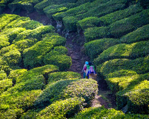 why make the switch to organic tea